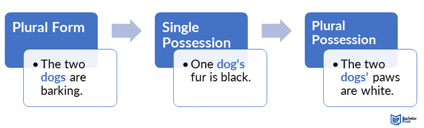 Apostrophes-plural-single-possession