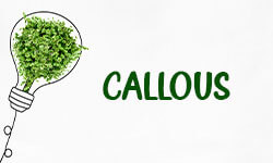 Callous-01